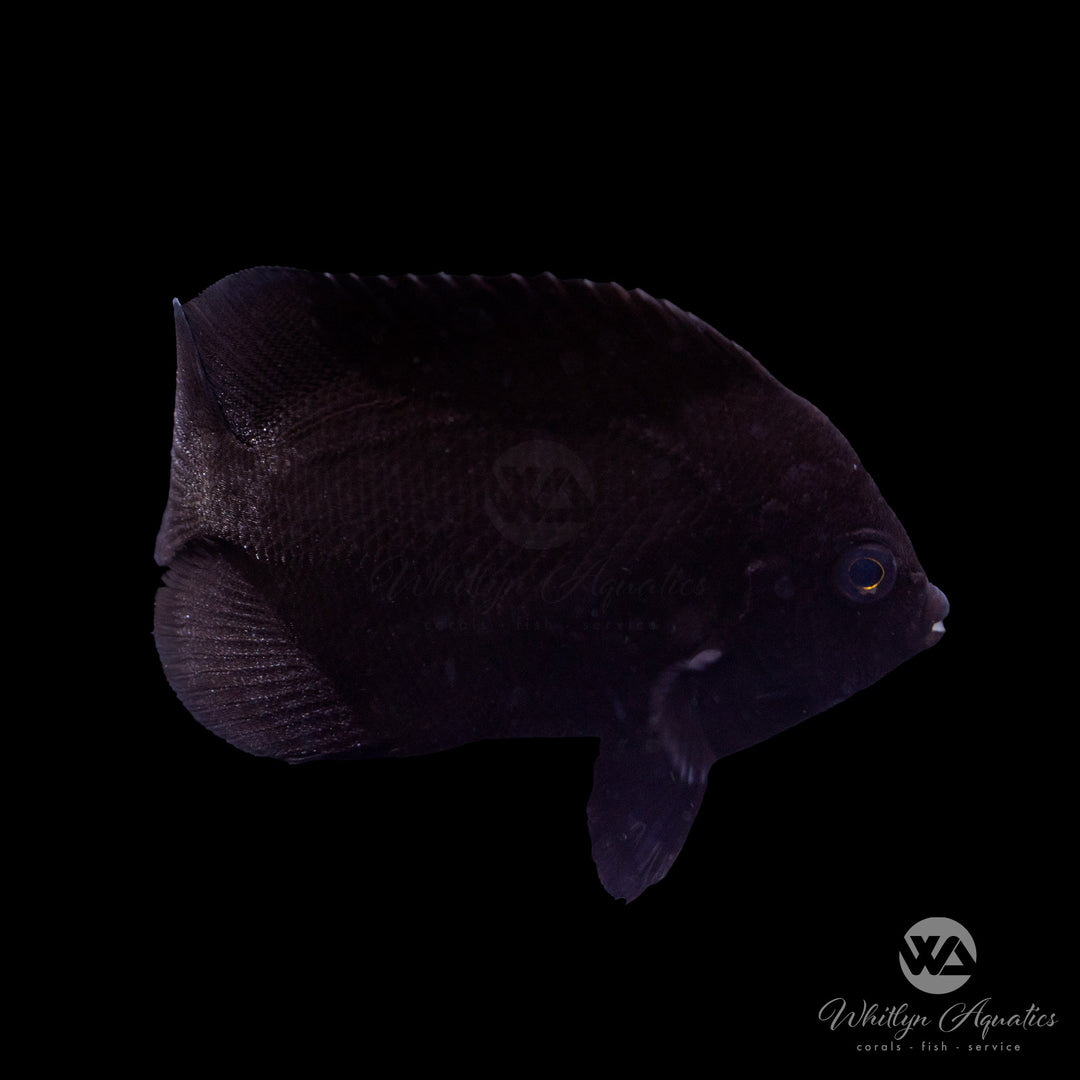 Black Midnight Knox Angelfish - Centropyge knox