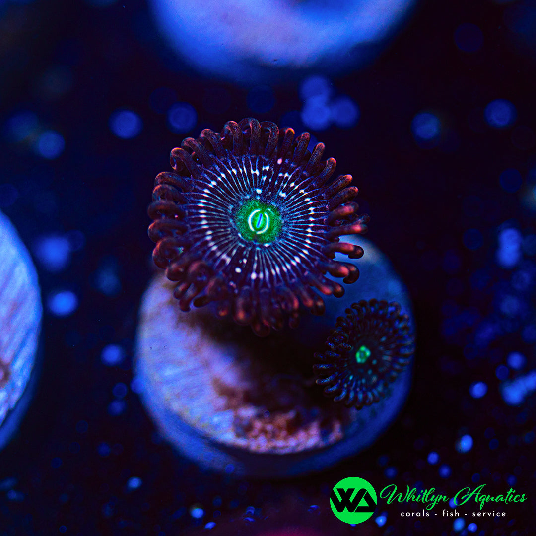 Miku Freak Zoanthids (Aquacultured)