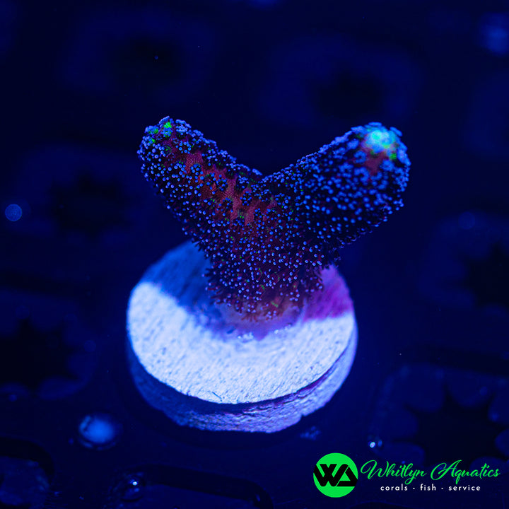 Milka "Purple" Stylophora