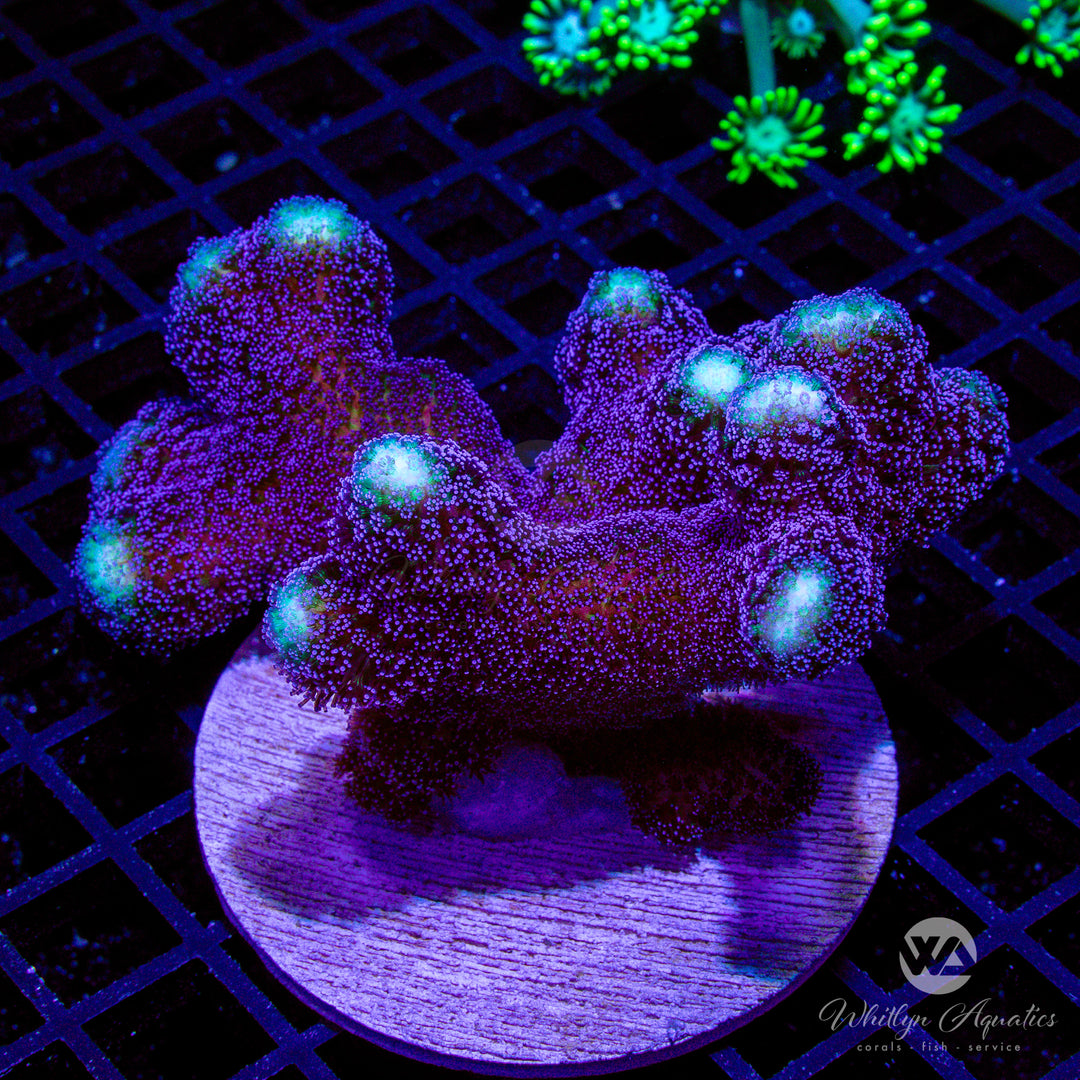 Milka Stylo - WYSIWYG