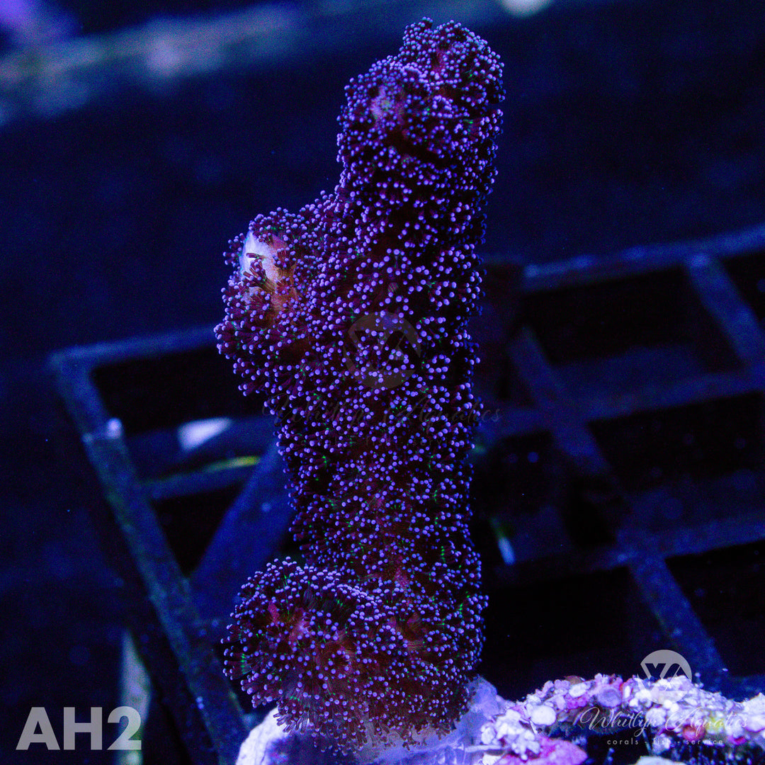 Milka Stylo - WYSIWYG