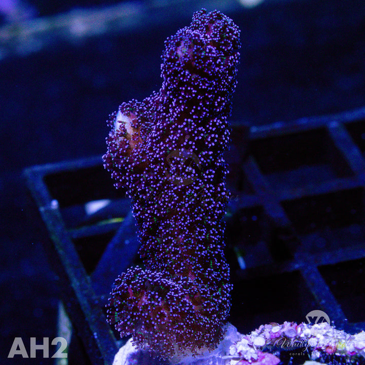 Milka Stylo - WYSIWYG