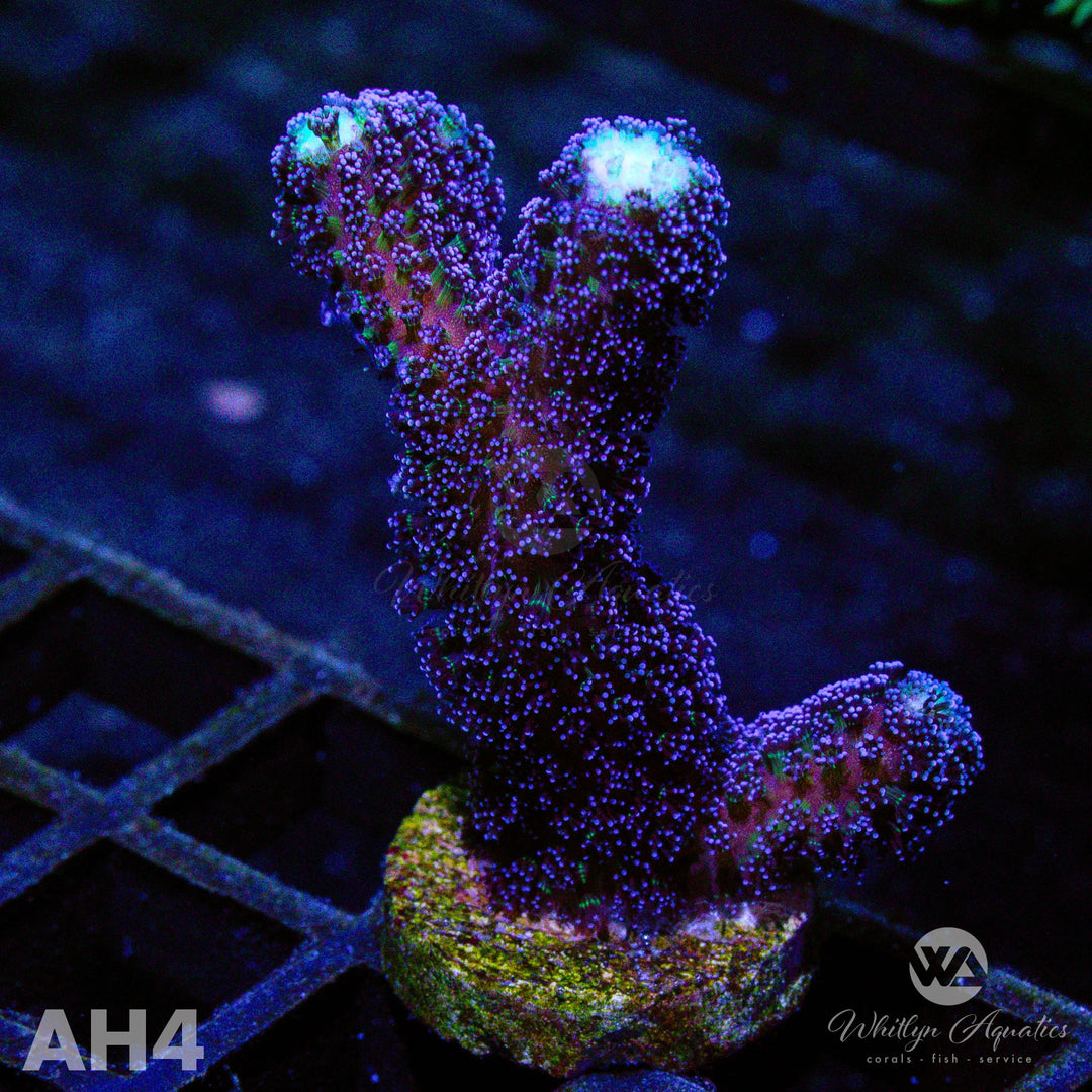 Milka Stylo - WYSIWYG