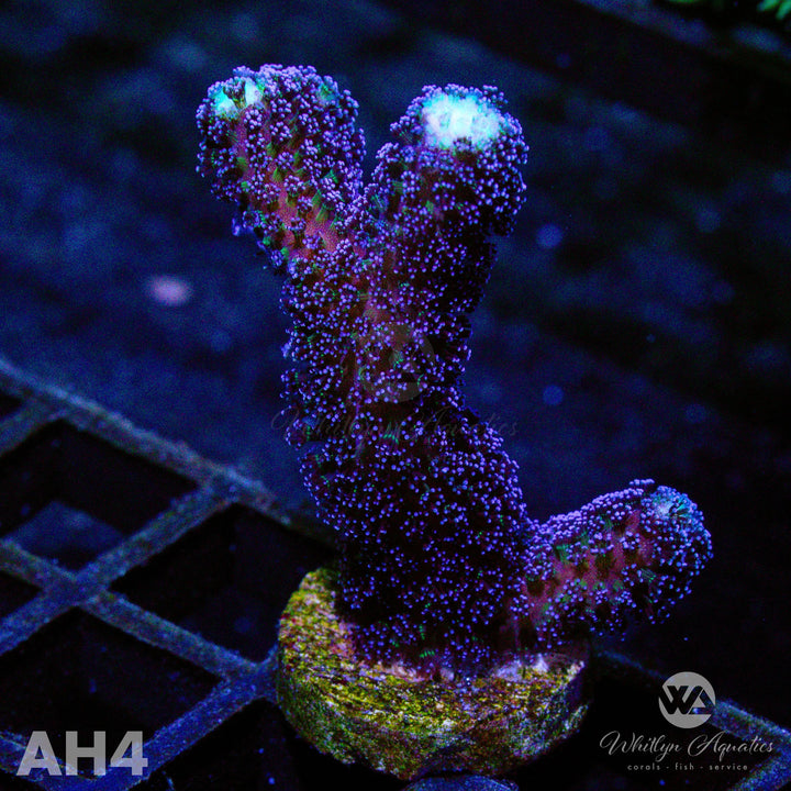 Milka Stylo - WYSIWYG