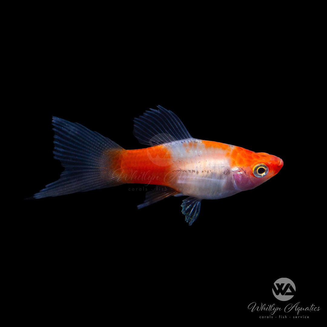 Millennium Swordtail - Xiphophorus helleri