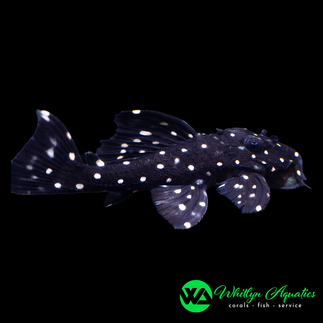 Mini Snowball Pleco L471 - Hypancistrus sp. - Whitlyn Aquatics