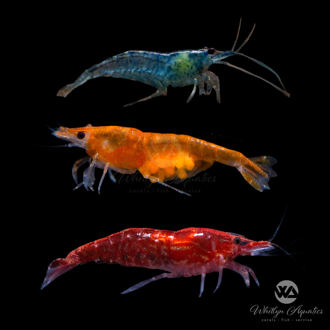 Mixed Grade A Shrimp - Neocaridina davidi