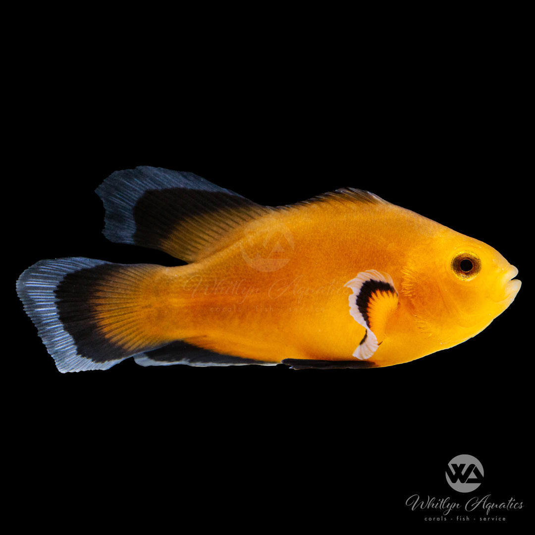 Mochaccinno Longfin Clownfish - Amphiprion Ocellaris - Whitlyn Aquatics