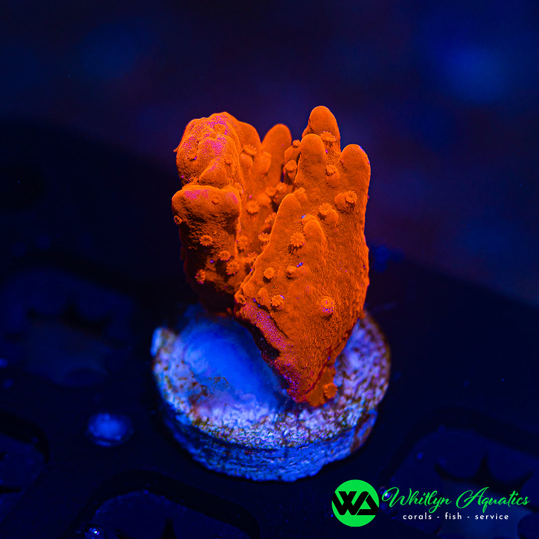 Orange Montipora Setosa