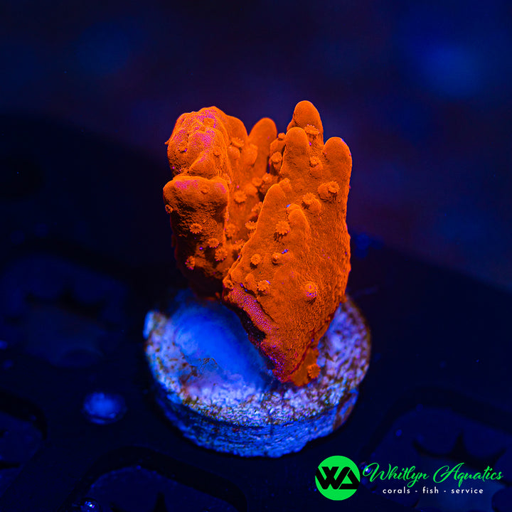 Orange Montipora Setosa