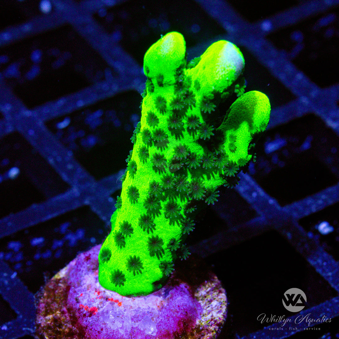 Montipora Spongodes - Whitlyn Aquatics
