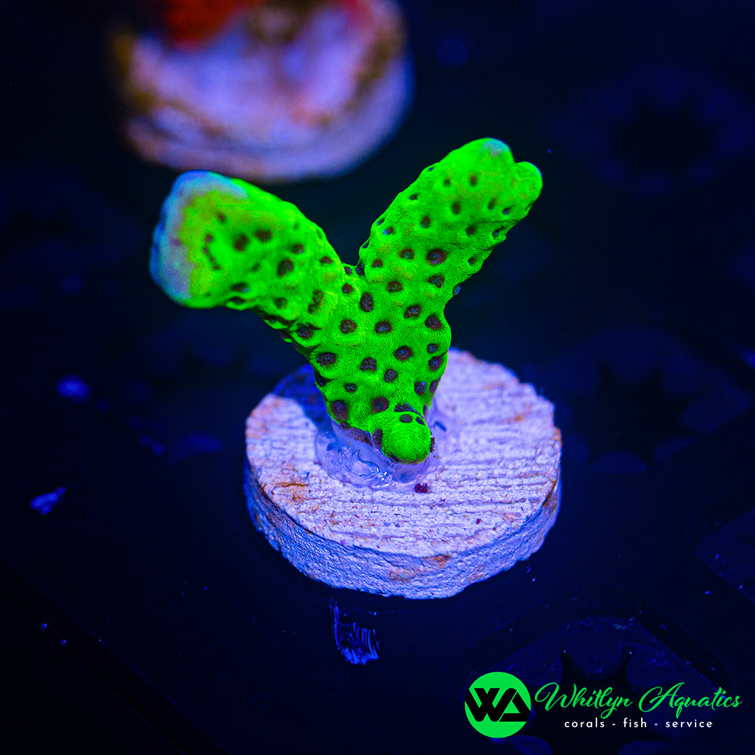 Montipora Spongodes