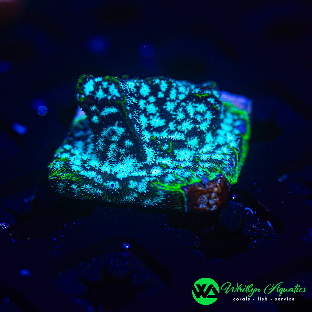 Mr. Freeze Leptoseris