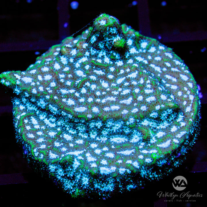 Mr. Freeze Leptoseris