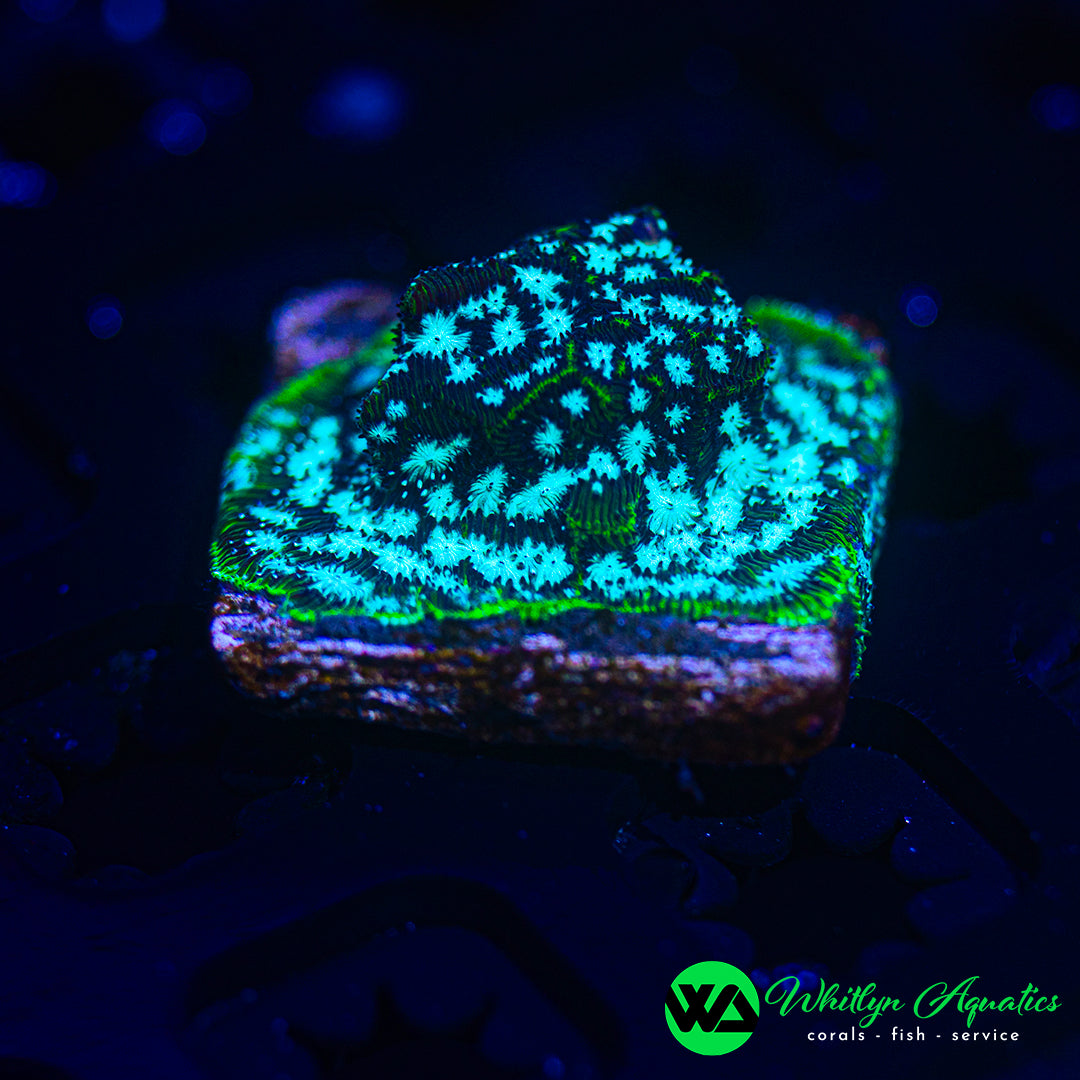 Mr. Freeze Leptoseris