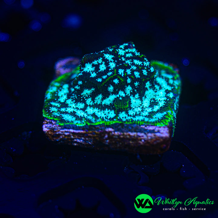 Mr. Freeze Leptoseris