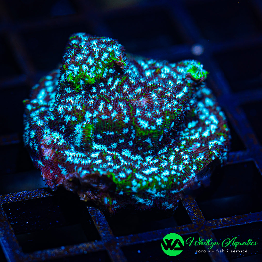 Mr. Freeze Leptoseris
