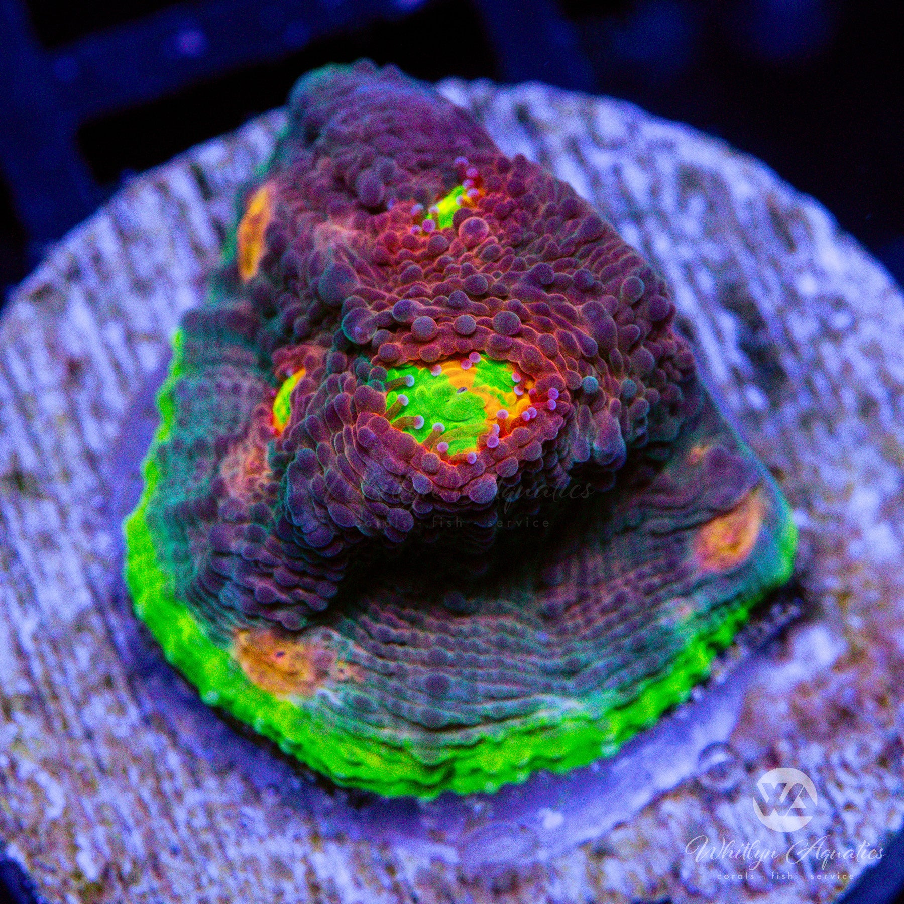 My Miami Chalice – Whitlyn Aquatics