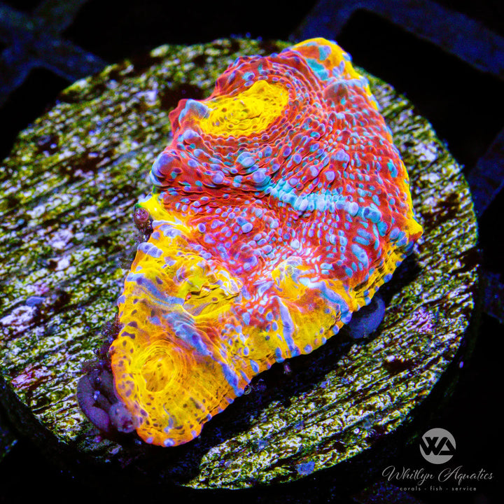 (N4) WA Scarlet Fever Chalice - WYSIWYG