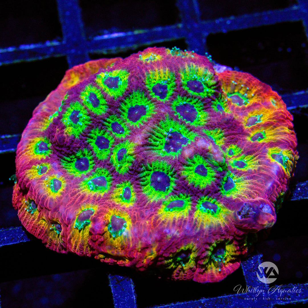 Bullet Hole Favia - WYSIWYG