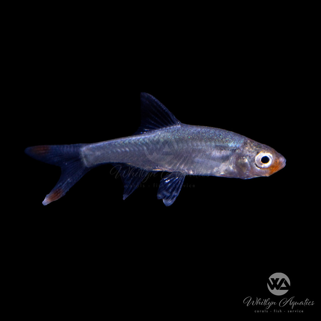Naked Micro Rasbora - Sawbwa resplendens – Whitlyn Aquatics