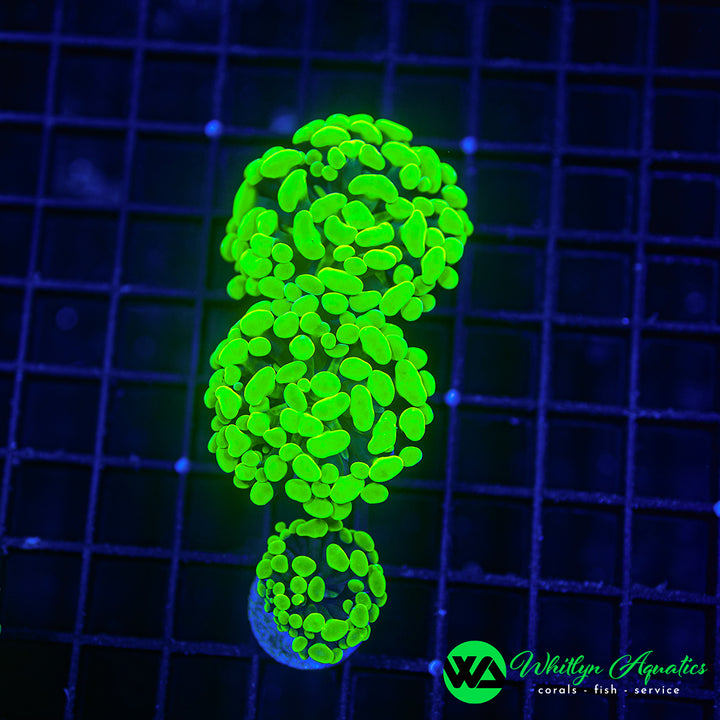 Neon Green Branching Hammer