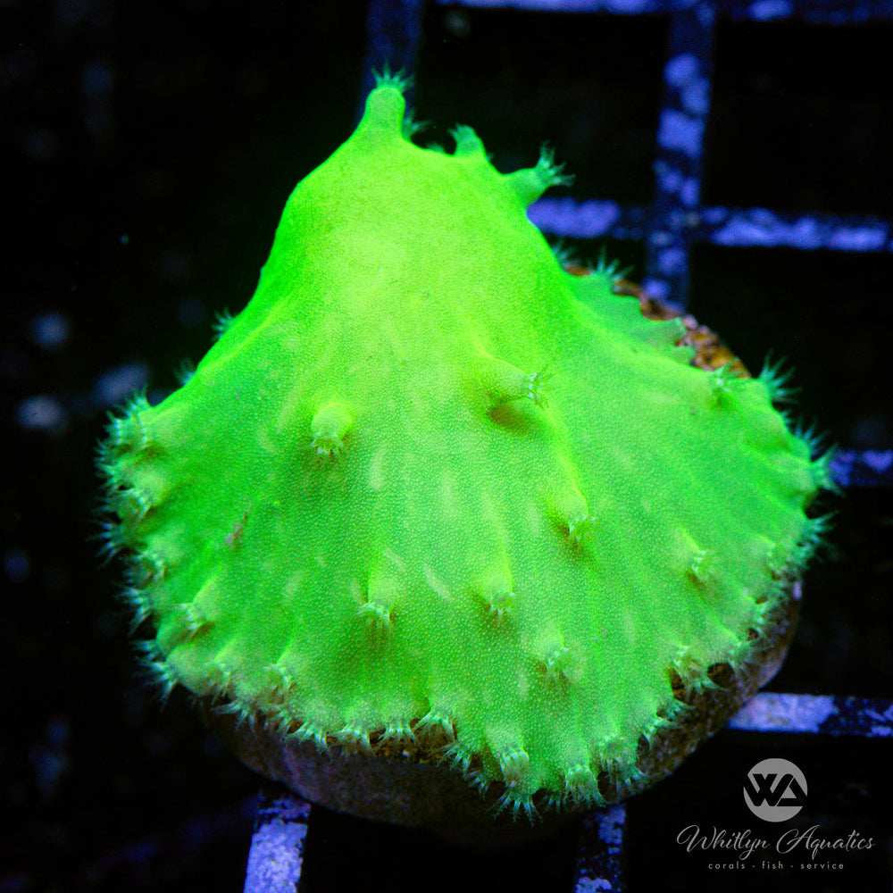 Neon Green Cabbage Leather - Whitlyn Aquatics