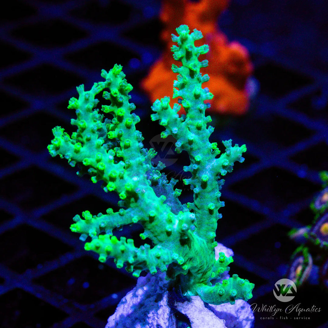 WA Neon Green Nephthea Coral