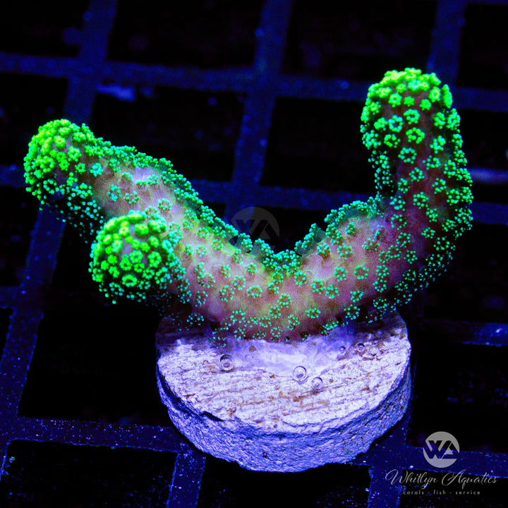 Neon Green Stylophora - Whitlyn Aquatics