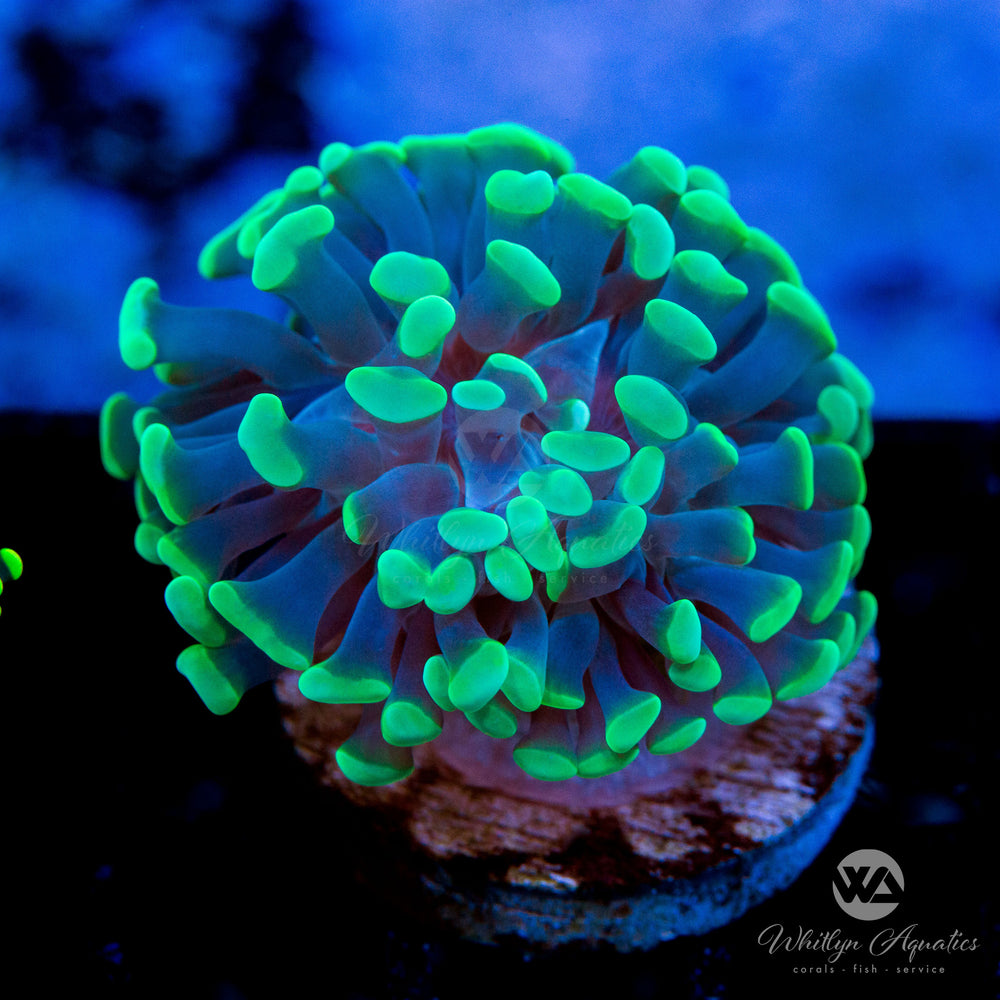 A neon green tip branching hammer coral 