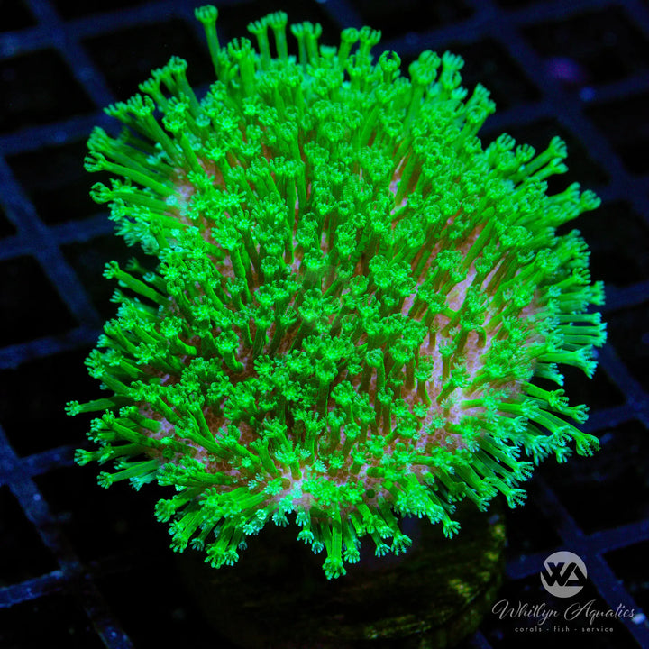 WA Neon Green Toadstool