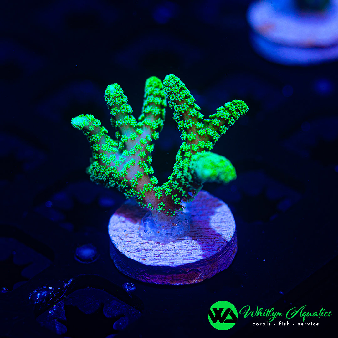 ORA Neon Green Birdsnest