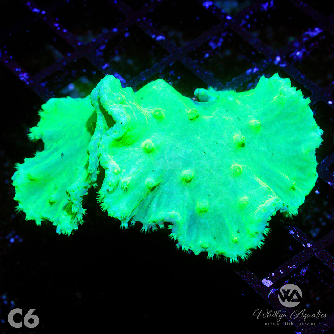 Neon Green Cabbage Leather - WYSIWYG - Whitlyn Aquatics