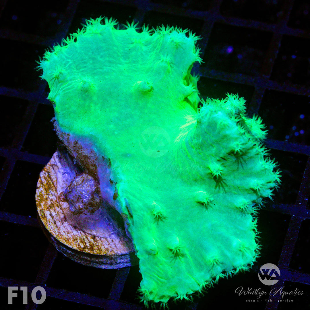 Neon Green Cabbage Leather - WYSIWYG - Whitlyn Aquatics