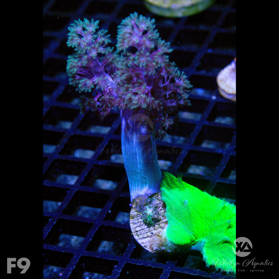 Neon Green Cabbage Leather - WYSIWYG - Whitlyn Aquatics