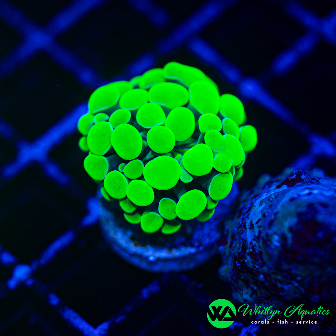Neon Green Branching Hammer