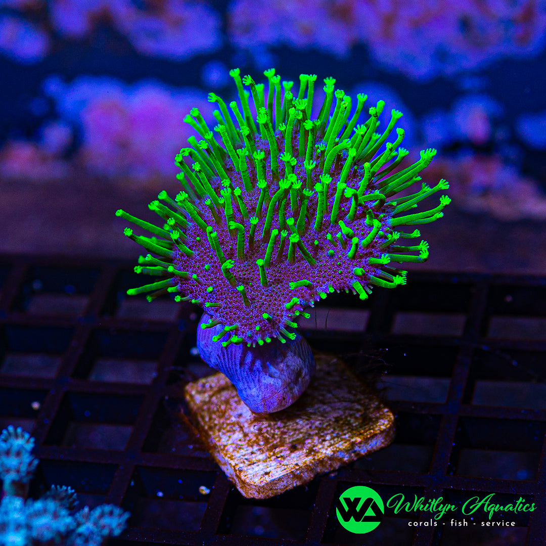 WA Neon Green Toadstool (Aquacultured)