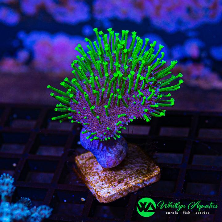 WA Neon Green Toadstool (Aquacultured)