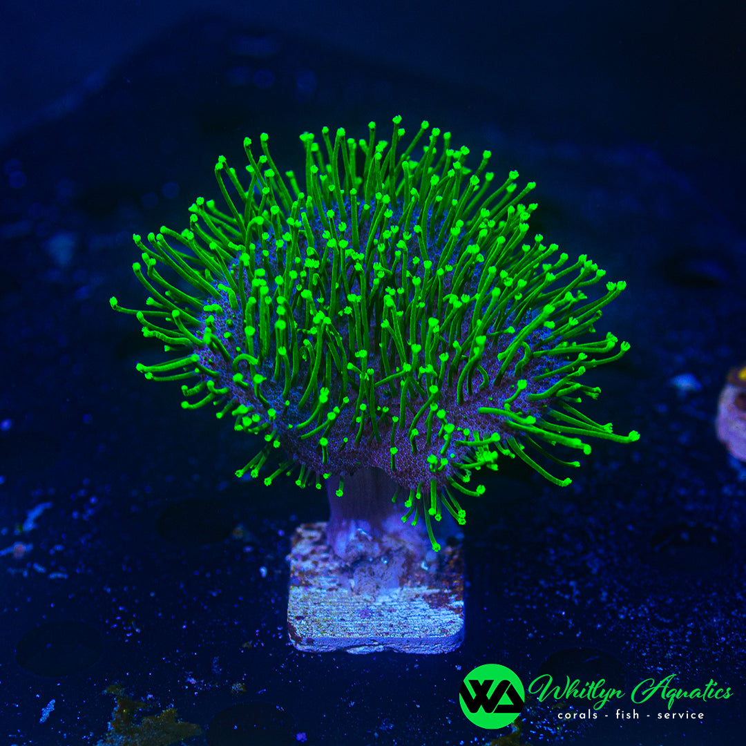 WA Neon Green Toadstool (Aquacultured)