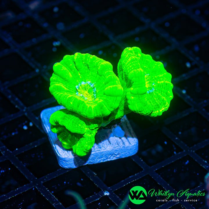 Neon Green “Candy Cane” Trumpet