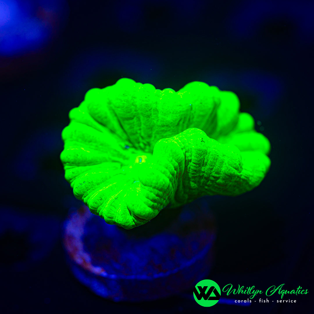 Neon Green “Candy Cane” Trumpet