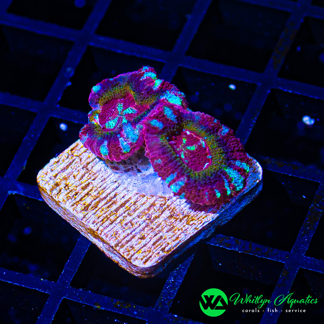WA Neon Safari Asian Acan