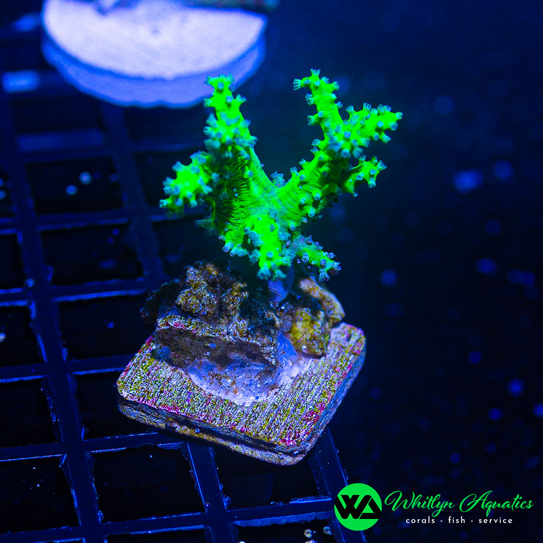 WA Neon Green Nepthea Coral
