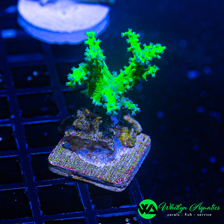 WA Neon Green Nepthea Coral
