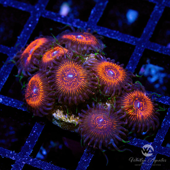 Nightcrawler Zoanthid (Aquacultured)