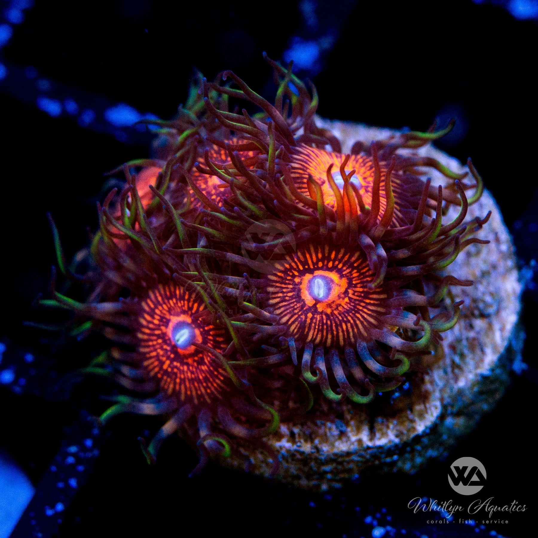 Nightcrawler Zoanthid (Aquacultured) – Whitlyn Aquatics