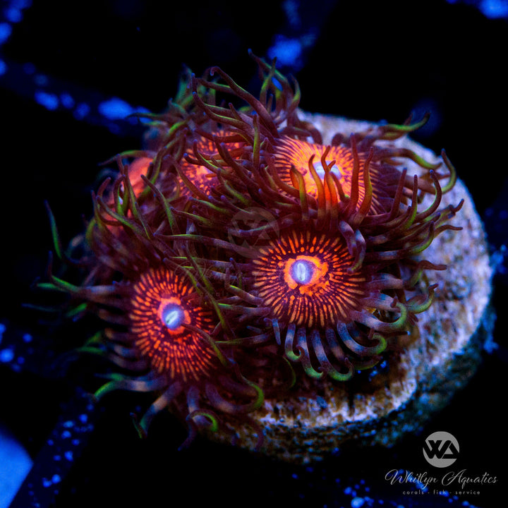 Nightcrawler Zoa