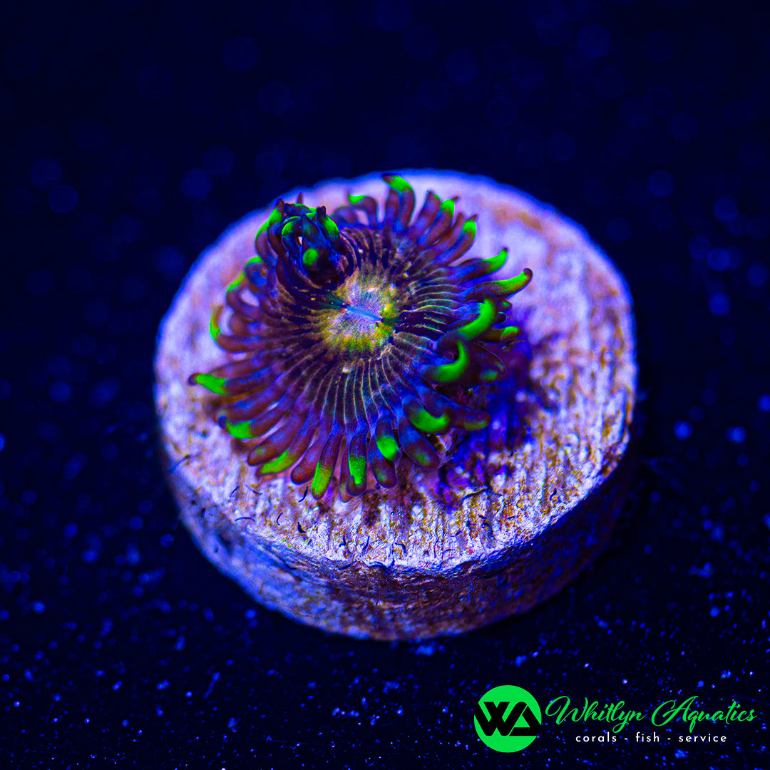 Nirvana Zoanthid (Aquacultured)