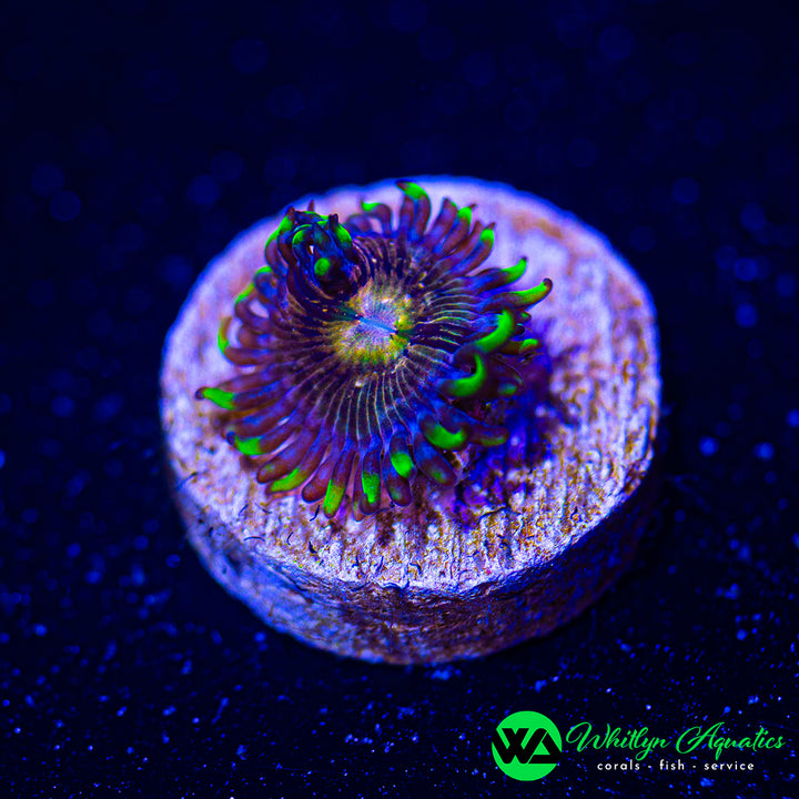 Nirvana Zoanthid (Aquacultured)