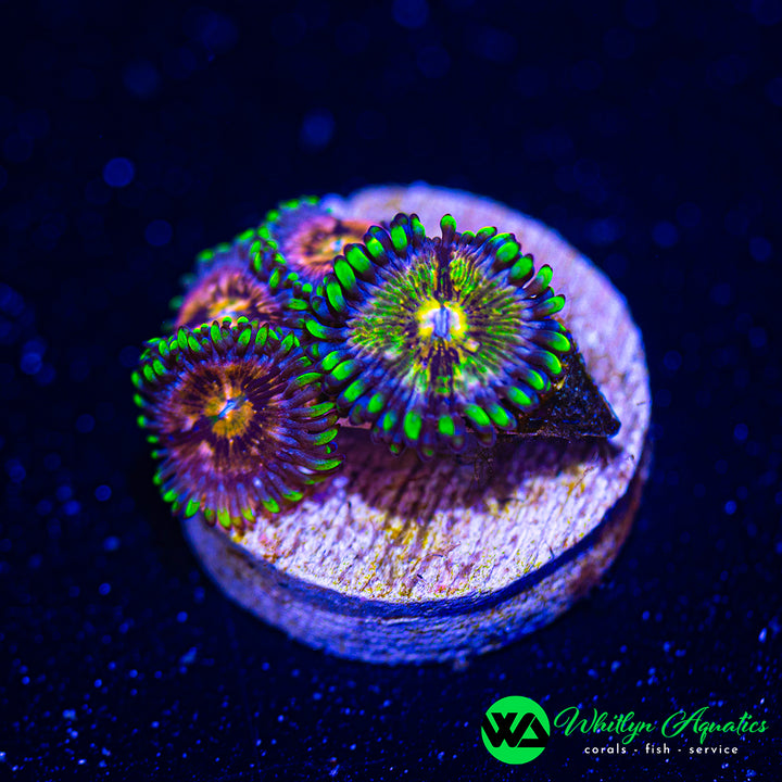 Nirvana Zoanthid (Aquacultured)